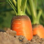 Propiedades morfológicas de las zanahorias
